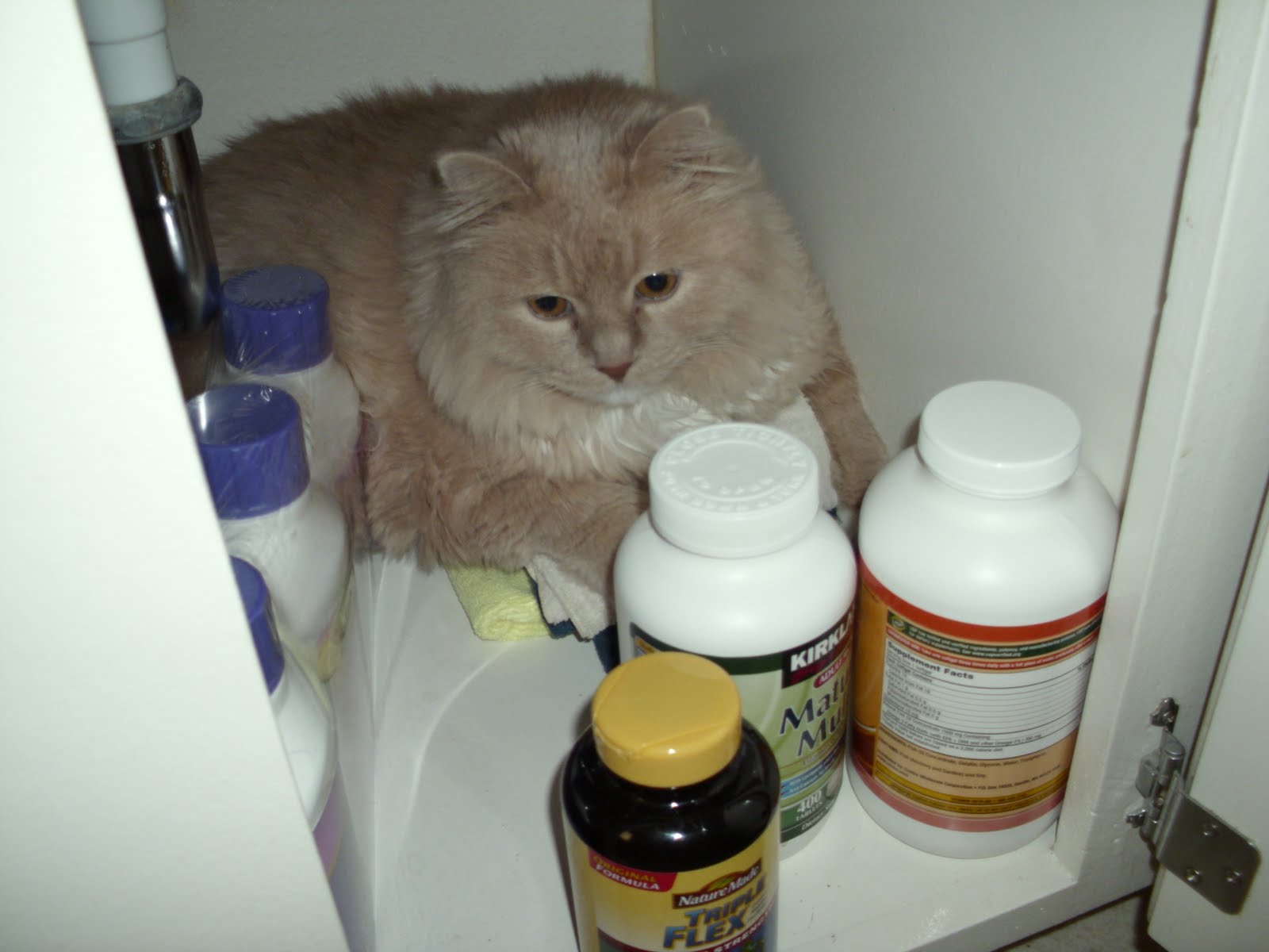can i use lidocaine on my cat can i use lidocaine on my cat